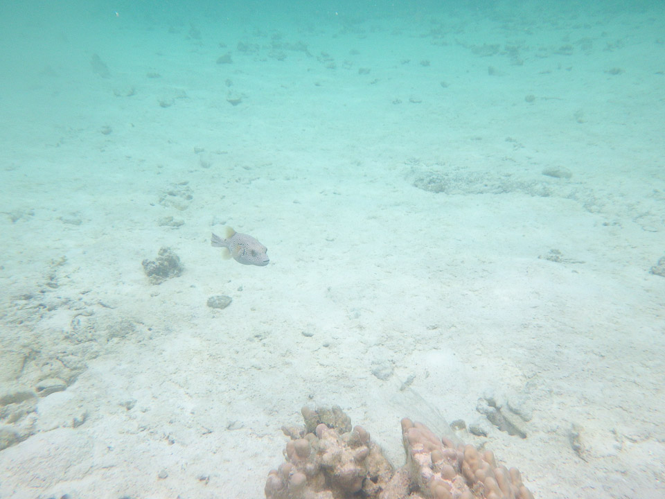 IMGP1018.jpg Sous l eau - Maupiti - Copyright : See Otherwise 2012 - 2026